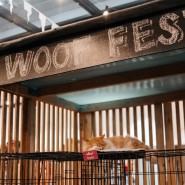 Фото: wooffest.ru