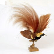 Фото: darwinmuseum.ru