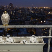 Выставка «Осторожно: город!» фотографии