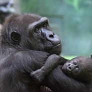 Фото: darwinmuseum.ru