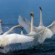 Выставка «Ветер странствий» фотографии