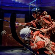 Выставка «BODY WORLDS. Мир тела» фотографии
