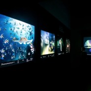 Международный фестиваль дикой природы «Золотая черепаха» 2022 фотографии