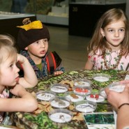 Фото: darwinmuseum.ru