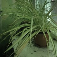 Выставка «Пересветов переулок 4к1» фотографии