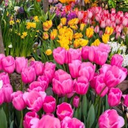 Фото: hortus.msu.ru