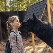 Школьные каникулы в Альпака Парке, вход до 13 лет — бесплатно фотографии