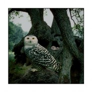 Выставка «Франк Орват. Бестиарий» фотографии