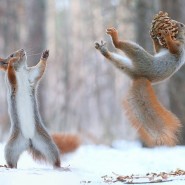 Выставка «Где растут шишки?» фотографии