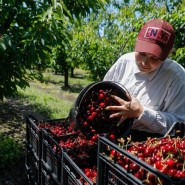 Фестиваль «Вкусы России» 2022 фотографии