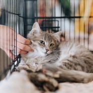 Фестиваль «Котики, которые любят» 2024 фотографии