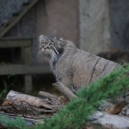 Фото: vk.com/moscow_zoo