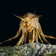 Фото: darwinmuseum.ru