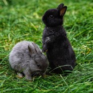 Открытие новой локации «Зайкин дом» в парке «Сказка» 2021 фотографии