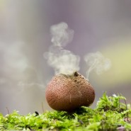 Выставка «Грибное царство» фотографии