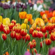 Фото: hortus.msu.ru