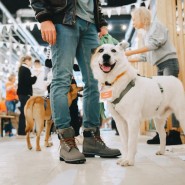 Фото: wooffest.ru