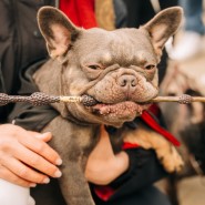 Фото: vk.com/sosbulldog