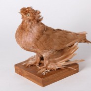 Фото: darwinmuseum.ru