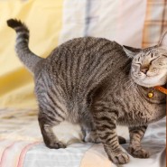 Выставка спасенных котиков «Мурчим домой!» фотографии