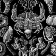 Фото: darwinmuseum.ru