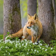 Выставка «Первозданная Россия. Избранное. Часть вторая» фотографии