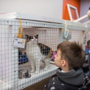 Фестиваль «Собаки, которые любят» 2022 фотографии