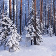 Фото: belyaevo.vzmoscow.ru