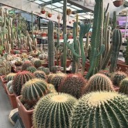 Фото: vk.com/hortus_ru