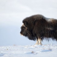 Фото: darwinmuseum.ru