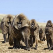 Фото: darwinmuseum.ru