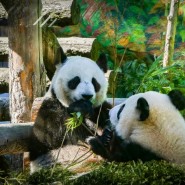 Фото: vk.com/moscow_zoo