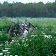 Выставка «Не место. Лес» фотографии