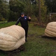 Выставка «Самые громадные тыквы России 2021» в Аптекарском огороде фотографии