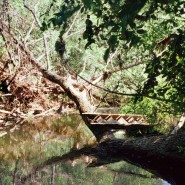 Выставка «Не место. Лес» фотографии