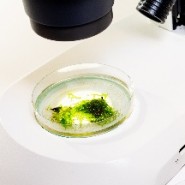 Микромир фотографии