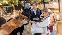 Школьные каникулы в Альпака Парке, вход до 13 лет — бесплатно