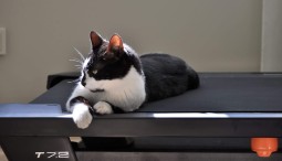 Котоспасительный концерт 2022