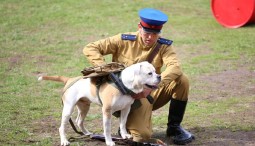 Военно-исторический фестиваль «Фронтовая собака» 2022