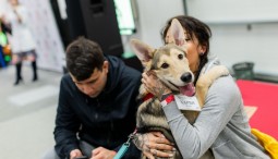 Благотворительный фестиваль «Собаки, которые любят» 2019