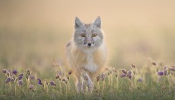 Международный фестиваль дикой природы «Золотая черепаха» 2026