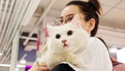 Фестиваль «Котики, которые любят» 2026