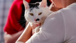 Выставка спасенных котиков «Мурчим домой!» 2024