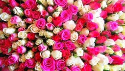  Выставка «Цветы/Flowers-IPM»