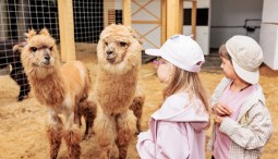 Осенние каникулы в Альпака Парке Сокольники
