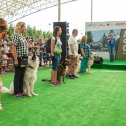 День фронтовой собаки в Музее Победы 2019