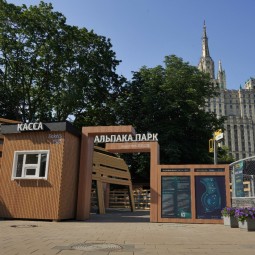 Альпака Парк в Московском зоопарке