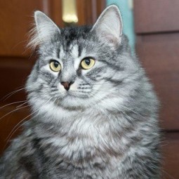 Выставка кошек «Юна-фест»
