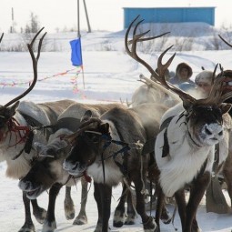 Этно-Старый Новый Год в МУЗЕОНЕ