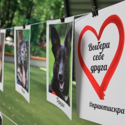 Выставка-пристройство собак ИСКРА-FEST 2018